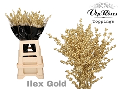 Ilex Gold 60 Cm
