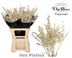 Ilex Platina 60 Cm