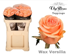 R Gr Wax Versilia X30 998