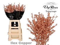Ilex Copper 80 Cm
