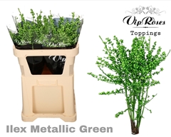 Ilex Metallic Green 60 Cm