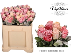 R Gr Frost Tacazzi Mix In Bos 588
