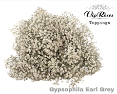 Gyps Pa Earl Grey