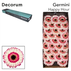 Germini Happy Hour 45cm 7cm Ø