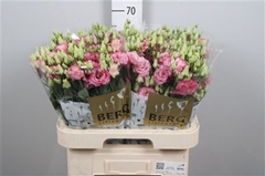 Eust G Alissa Rose Pi 70cm