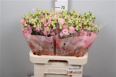 Eust G Alissa Pink 70cm