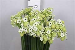 Ornit Arabicum 70cm
