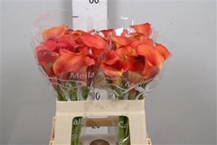 Zanted Capt. Odeon 55cm
