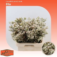 Chame Un Ella 70cm 40gram 23