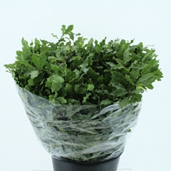 Pittosporum P Bunch 60cm 150gram
