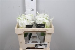 Zant White Mambo 50cm
