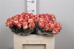 R Gr Attraction 50cm 6cm