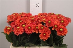 Dahl Ball Orange Fox 55cm