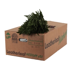 Leatherleaf 45cm