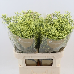Lim Sin China Summer 80cm 45gram