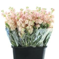 Matth Iron Apricot 60cm 24