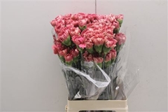 Di St Doretea