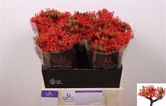 Jatropha P Firecrack