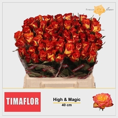 R Gr High & Magic