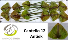Anth A Cantello -ADR- 13cm Ø