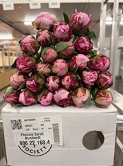 Paeo Sarah Bernhard 55cm 23 Cl