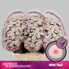 Chr S Miller Pearl 55cm 130g