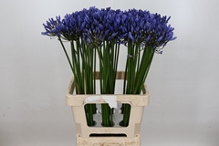 Agap Uri 70cm