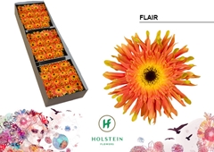 Ge Kv Gerpasta Flair 45cm 10cm Ø