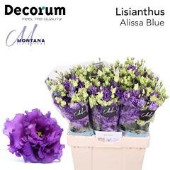 Eust G Alissa Blue 60cm