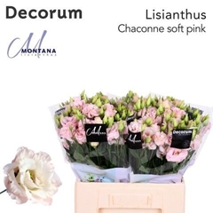 Eus G Chac Soft Pink 60cm