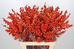 Ilex Oudijks Orange 90cm