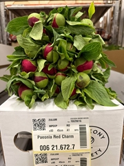 Paeo Red Charm 45cm 23 Za