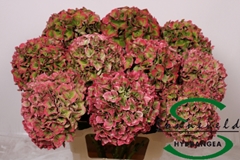 Hydr M Rodeo (CL) 75cm 17cm Ø