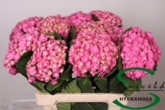 Hydr Beau Luxor Roze 60cm 14cm Ø