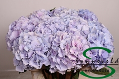 Hydr M Verena Blue 60cm 15cm Ø