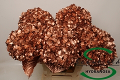 Hydra Ov Colortreated 65cm 18cm Ø