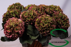 Hydr M Glow Alp Clas 60cm 15cm Ø