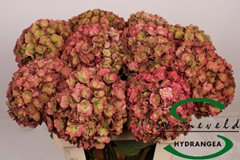 Hydr M Roy Anasta Cl 80cm 17cm Ø