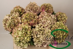 Hydr M Glow Alp Clas 50cm 14cm Ø
