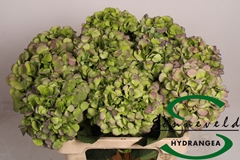 Hydr M Verena Bl Cl 60cm 10cm Ø