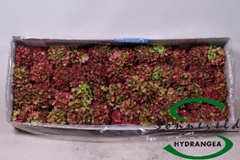 Hydr Ov Doorgekleurd 5cm 11cm Ø