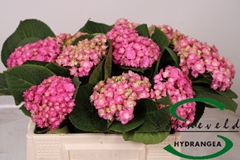 Hydr Beau Luxor Roze 60cm 9cm Ø