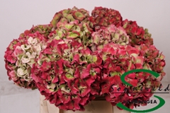 Hydr M Glow Alp Clas 40cm 17cm Ø