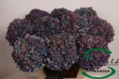 Hydr Ma Pimpernel Cl 60cm 18cm Ø