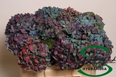 Hydr Ma Pimpernel Cl 50cm 16cm Ø