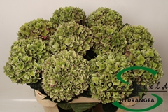 Hydr M Rodeo (CL) 75cm 17cm Ø