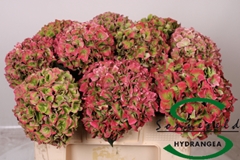 Hydr M Rodeo (CL) 50cm 14cm Ø