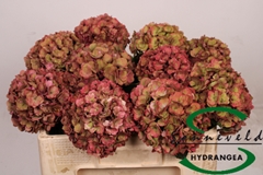Hydr M Roy Anasta Cl 50cm 14cm Ø