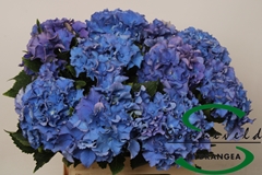 Hydr M Royal Parade 60cm 10cm Ø