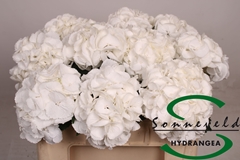 Hydr M Royal Princes 50cm 14cm Ø